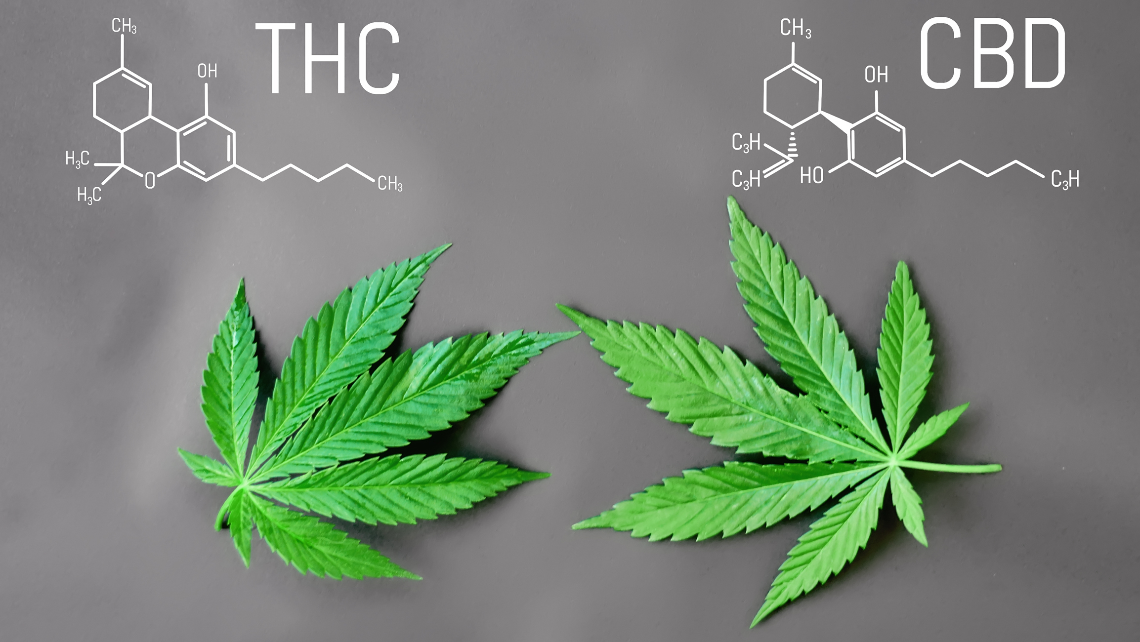 Quelle est la différence entre le CBD et le THC ?